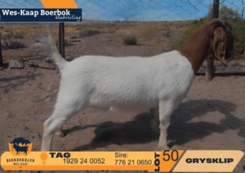 1 X BOER GOAT STUD DOE Grysklip Boerbokke