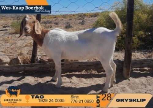 1 X BOER GOAT STUD DOE Grysklip Boerbokke