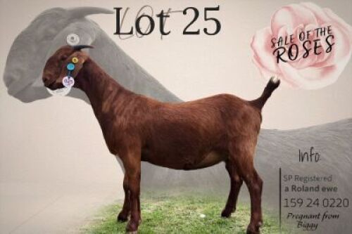 1 X KALAHARI RED STUD DOE Krokodilnest Stoet