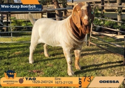 1 X BOER GOAT FLOCK ON BUILT AND REGISTRATION BUCK Odessa Boerbokstoet