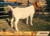 1 X BOER GOAT FLOCK ON BUILT DOE Odessa Boerbokstoet