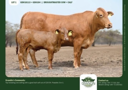 1+1 X DROUGHTMASTER COW & CALF GRANDIN STUDS