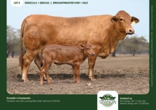 1+1 X DROUGHTMASTER COW & CALF GRANDIN STUDS