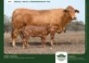 1+1 X DROUGHTMASTER COW & CALF GRANDIN STUDS