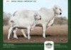 1+1 X GREY BRAHMAN COW & CALF GRANDIN STUDS