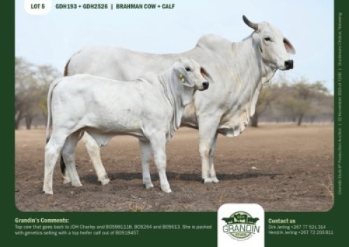 1+1 X GREY BRAHMAN COW & CALF GRANDIN STUDS