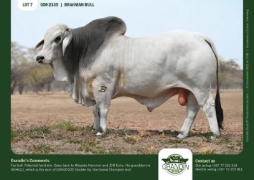 1 X GREY BRAHMAN BULL GRANDIN STUDS