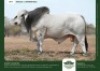 1 X GREY BRAHMAN BULL GRANDIN STUDS