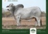 1 X GREY BRAHMAN BULL GRANDIN STUDS