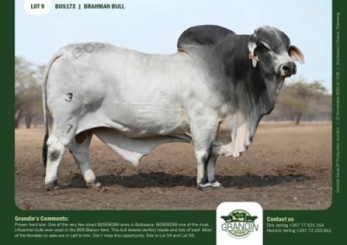 1 X GREY BRAHMAN BULL GRANDIN STUDS