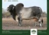 1 X GREY BRAHMAN BULL GRANDIN STUDS