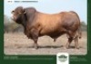 1 X DROUGHTMASTER BULL GRANDIN STUDS