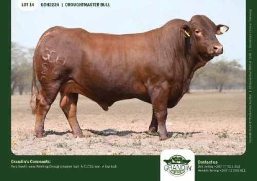 1 X DROUGHTMASTER BULL GRANDIN STUDS