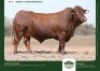 1 X DROUGHTMASTER BULL GRANDIN STUDS