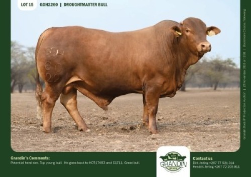 1 X DROUGHTMASTER BULL GRANDIN STUDS