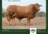 1 X DROUGHTMASTER BULL GRANDIN STUDS
