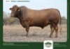 1 X DROUGHTMASTER BULL GRANDIN STUDS
