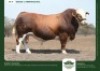 1 X SIMMENTALER BULL GRANDIN STUDS