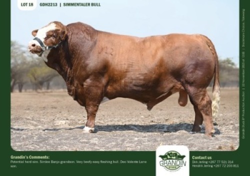 1 X SIMMENTALER BULL GRANDIN STUDS