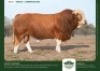1 X SIMMENTALER BULL GRANDIN STUDS