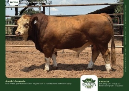 1 X SIMMENTALER BULL GRANDIN STUDS