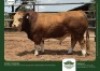 1 X SIMMENTALER BULL GRANDIN STUDS