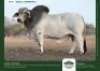 1 X GREY BRAHMAN BULL GRANDIN STUDS
