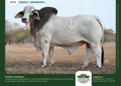 1 X GREY BRAHMAN BULL GRANDIN STUDS