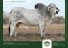 1 X GREY BRAHMAN BULL GRANDIN STUDS
