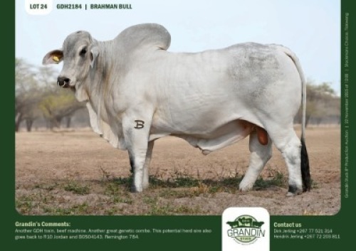 1 X GREY BRAHMAN BULL GRANDIN STUDS