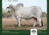 1 X GREY BRAHMAN BULL GRANDIN STUDS