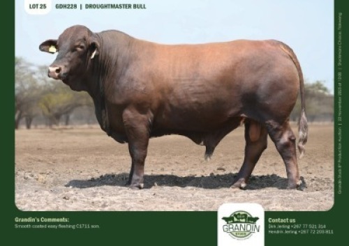 1 X DROUGHTMASTER BULL GRANDIN STUDS
