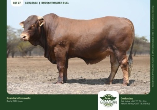 1 X DROUGHTMASTER BULL GRANDIN STUDS