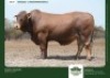 1 X DROUGHTMASTER BULL GRANDIN STUDS