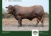 1 X DROUGHTMASTER BULL GRANDIN STUDS