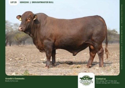 1 X DROUGHTMASTER BULL GRANDIN STUDS