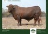 1 X DROUGHTMASTER BULL GRANDIN STUDS