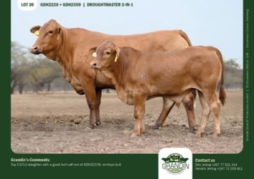 1+1 X DROUGHTMASTER COW & CALF GRANDIN STUDS