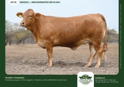1 X DROUGHTMASTER COW GRANDIN STUDS