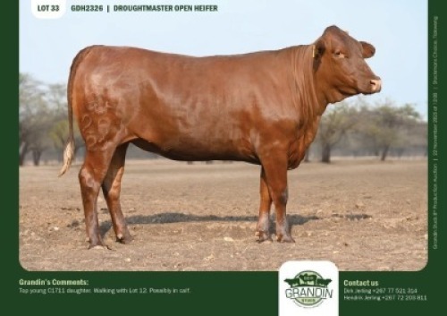 1 X DROUGHTMASTER HEIFER GRANDIN STUDS