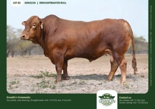1 X DROUGHTMASTER BULL GRANDIN STUDS