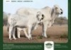 1+1 X GREY BRAHMAN COW & CALF GRANDIN STUDS