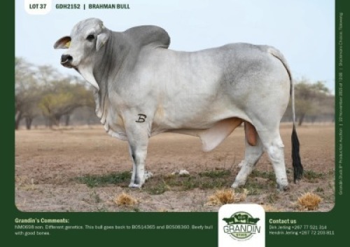 1 X GREY BRAHMAN BULL GRANDIN STUDS