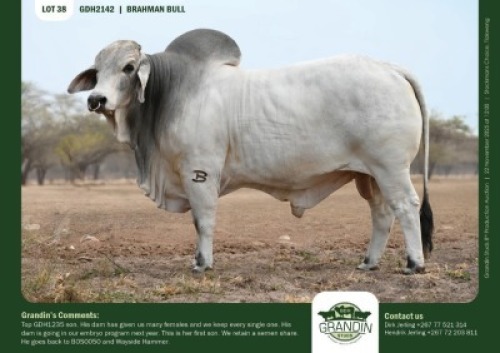 1 X GREY BRAHMAN BULL GRANDIN STUDS
