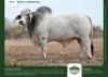 1 X GREY BRAHMAN BULL GRANDIN STUDS