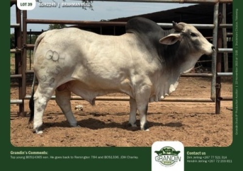 1 X GREY BRAHMAN BULL GRANDIN STUDS
