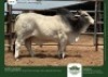 1 X GREY BRAHMAN BULL GRANDIN STUDS