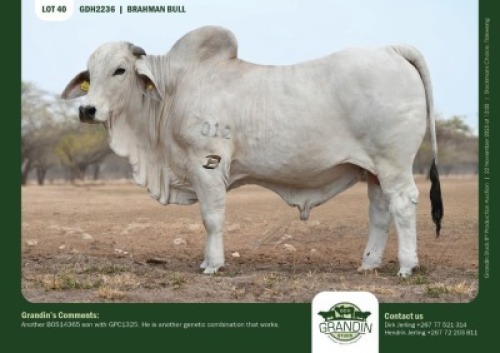 1 X GREY BRAHMAN BULL GRANDIN STUDS