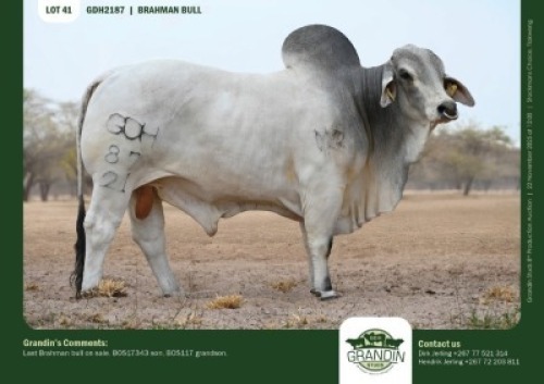 1 X GREY BRAHMAN BULL GRANDIN STUDS