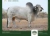 1 X GREY BRAHMAN BULL GRANDIN STUDS